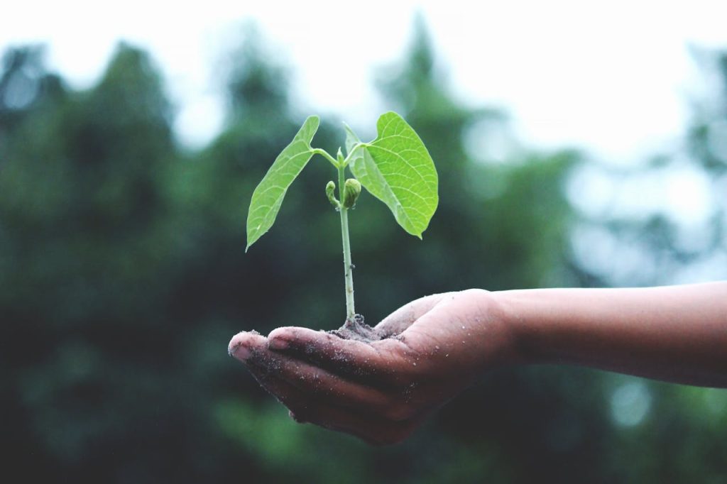 person-holding-a-green-plant-1072824-1024x682